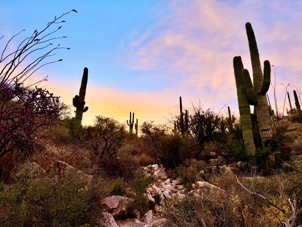 Tucson desert